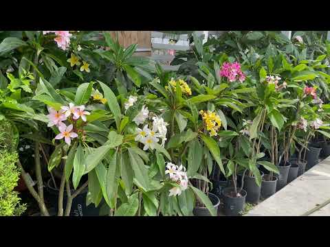 Video: Plumeria Tupa