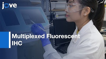 Multiplexed Fluorescent IHC Staining and Analysis in Lymphoma | Protocol Preview