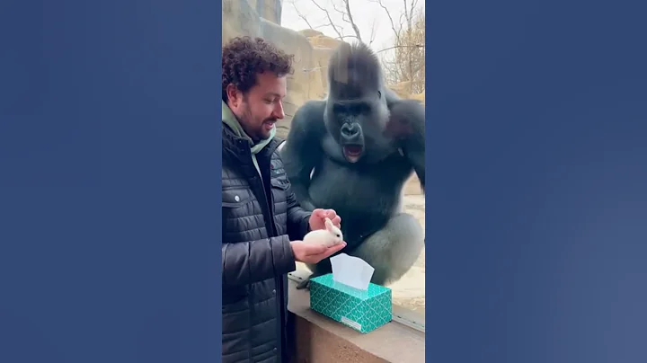 Gorilla's Mind BLOWN by Magic Trick! 🤯