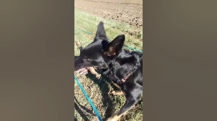 Walk With Shelter Dog Luna...She Has A New Home Fo...