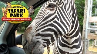 Alabama Safari Park (Full Drive Through & Feeding The Animals) with The Legend