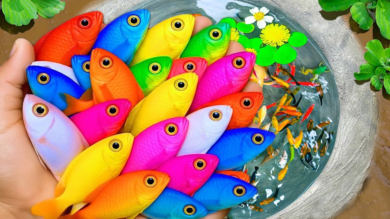 Поймайте пресноводных аквариумных рыбок в затопленных после шторма полях, раков, рыбу-собаку и че...