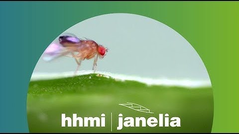 Fly Brain Imaged at Nanoscale Resolution