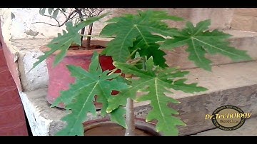 Qmobile Noir A5 - Camera Sample