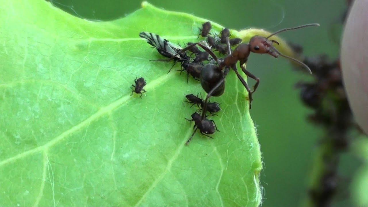 Ant (Formica oreas) defending Popular Leaf Aphids (Chaitophorus populicola) on Leaf