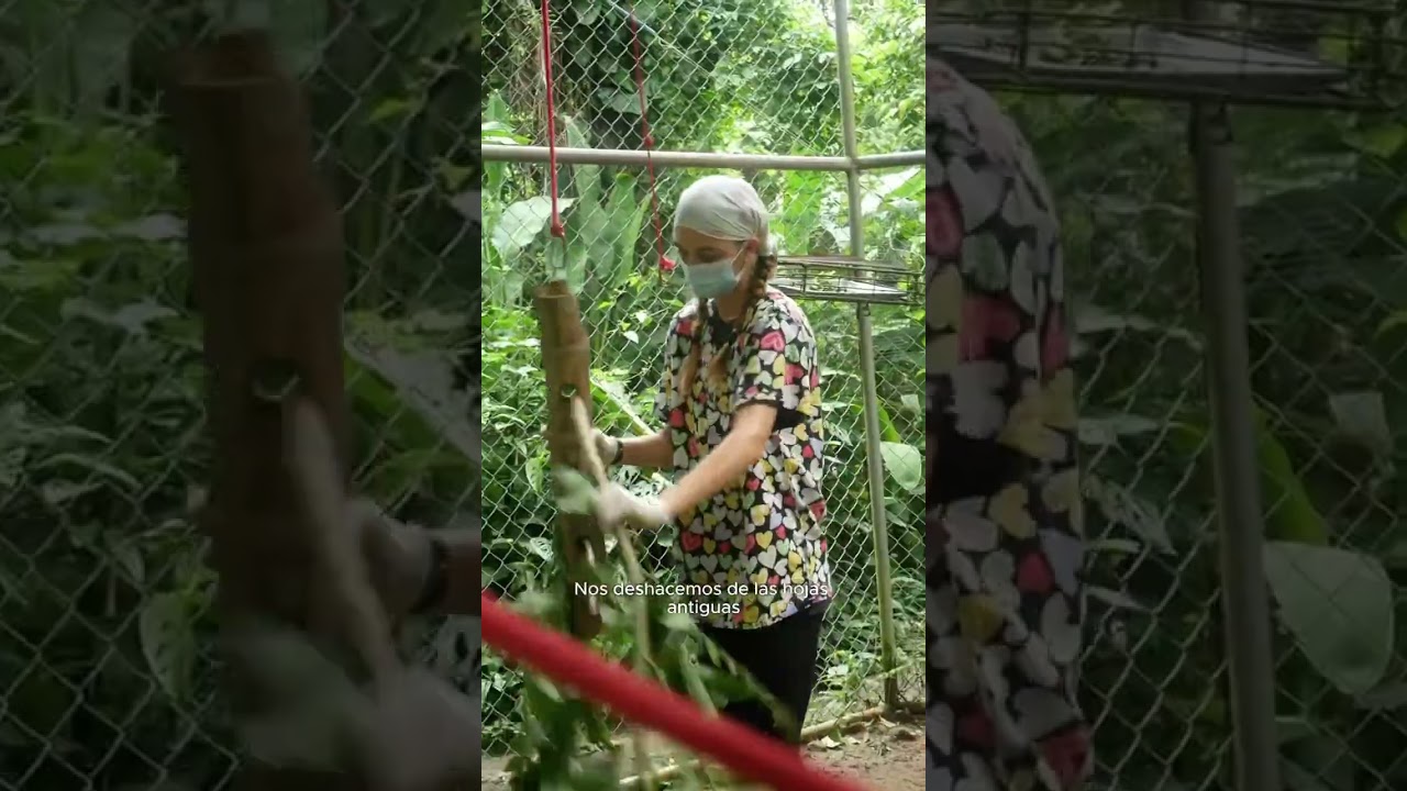 A morning as a Volunteer at Wild Sun Rescue Center 