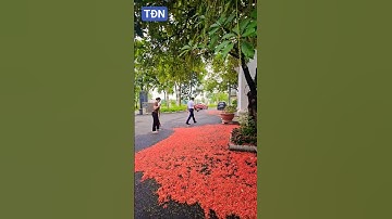 Hoa lộc vừng đỏ #tamdaonui