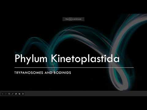 Phylum Kinetoplastida