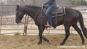 Wise Acer - mounting, jog, stops! - ValleyViewRanch.net