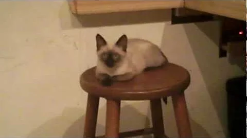 Watch the video about Cute Siamese kitten chasing her tail