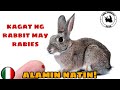 MAY RABIES BA NAG RABBIT | Does rabbit bite have rabies | Rabbit farming Philippines