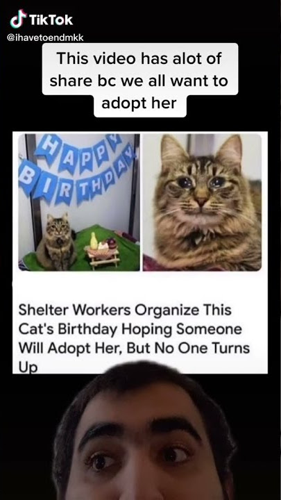 Shelter Workers Organized Cat's Birthday But Nobody Turns Up TikTok: ihavetoendmkk