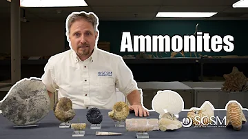 Quel âge a l'ammonite ?