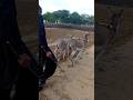 الناس يقفون على الحمير 