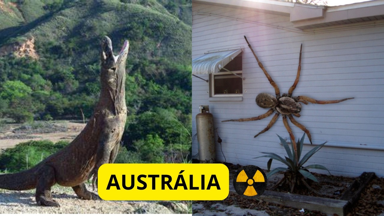 Veja porque a Austrália é o país com Animais mais perigosos
