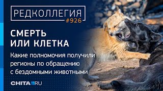 Гуманно или жестоко? Ветеринар - об эвтаназии бродячих собак, агрессии и новых поправках в закон