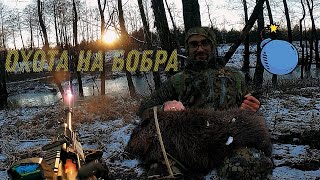 Охота на бобра с ружьём 2021