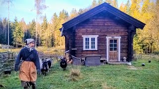 End of October in the Norwegian Woods | Sheep, spinning dog wool & home again