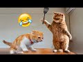1 Hour Of Funniest Animals - Funniest 😺 Cats and Dogs 🐶 #2 |Fanny Animals