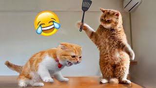 1 Hour Of Funniest Animals - Funniest 😺 Cats and Dogs 🐶 #2 |Fanny Animals