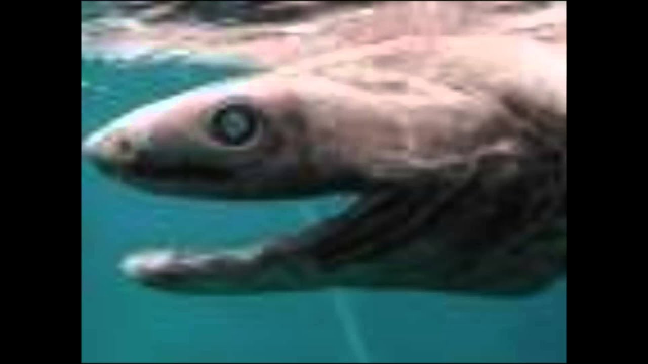 古代の深海魚 ラブカ 生きたまま捕獲 Youtube