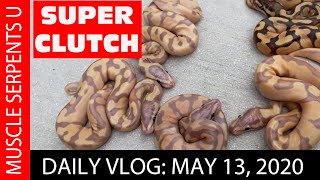 BANANA SUPER ORANGE DREAM CLUTCH!  May 24, 2020