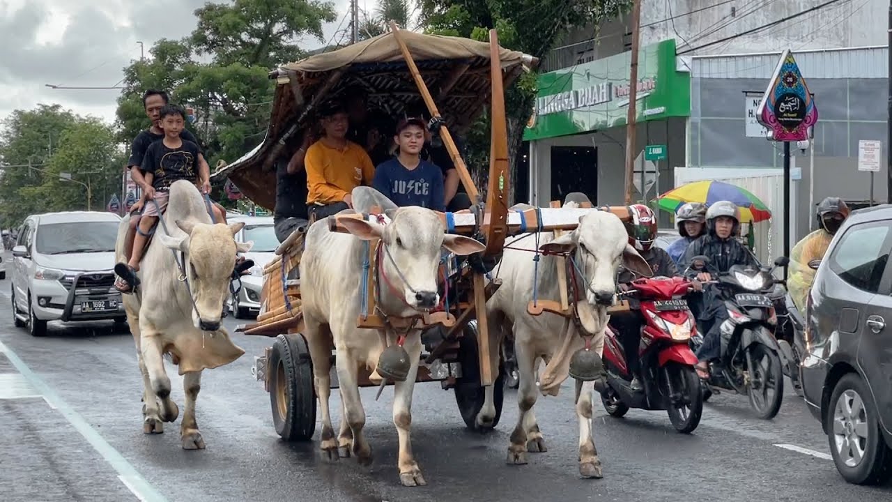 GEROBAK SAPI NYASAR KE KOTA - KLIWON BIKIN SEMUA ORANG JADI PENASARAN