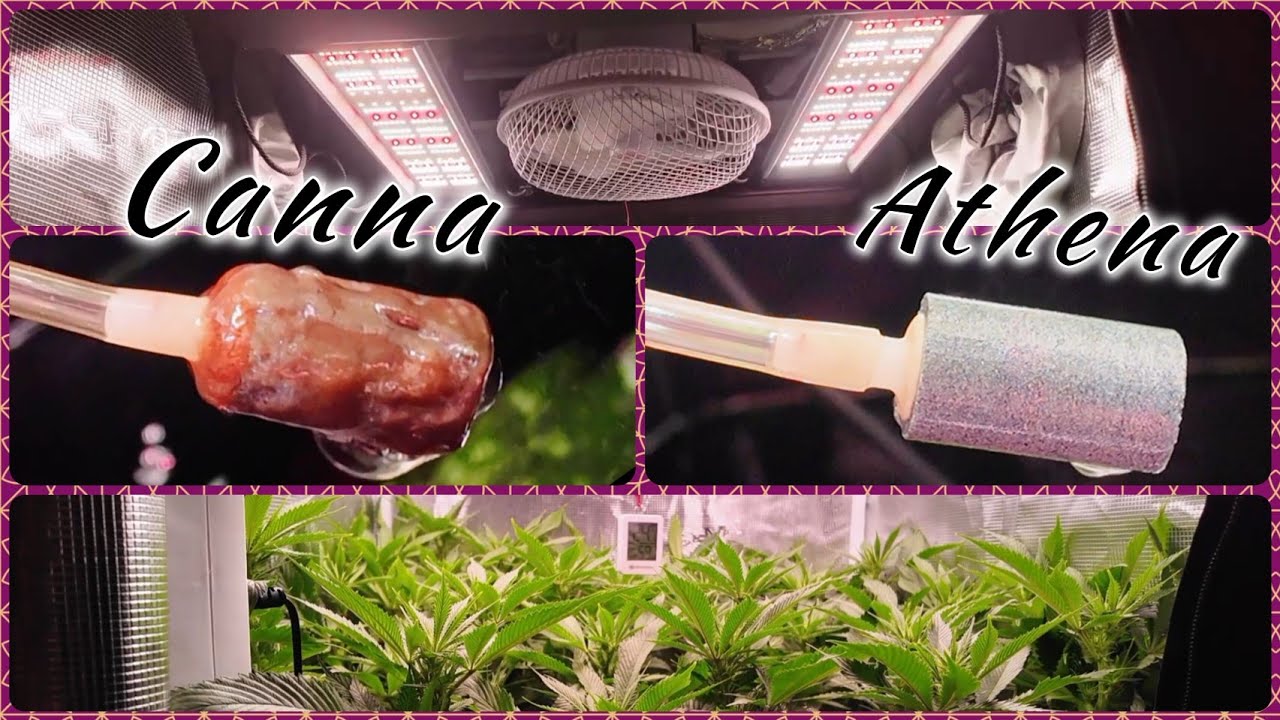 CANNA vs. ATHENA PRO - DAS DÜNGER DUELL | Tipps und Tricks für die Blütephase nach dem Stretch