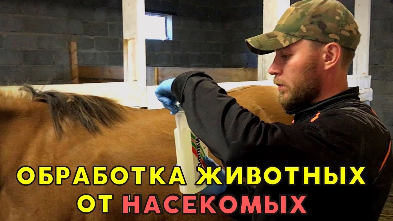 ПОЧЕМУ НАШИХ ЖИВОТНЫХ БОЛЬШЕ НЕ КУСАЮТ НАСЕКОМЫЕ - YouTube