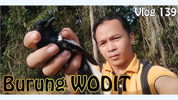 Pukat Dilangar BURUNG WODIT _  Vlog 139