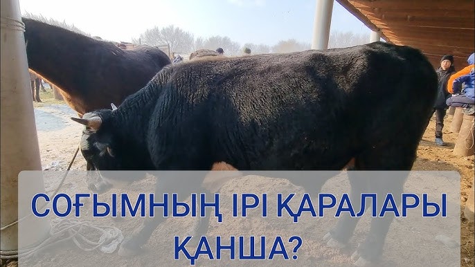 Үлкен есек пен сиқыр Елена Беркованың орыс тіліндегі қолдан жасалған порно видеолары