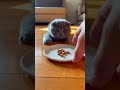 give me back my phone... i don't want your treats...😿 #cat #animallife #cute #funny #animals