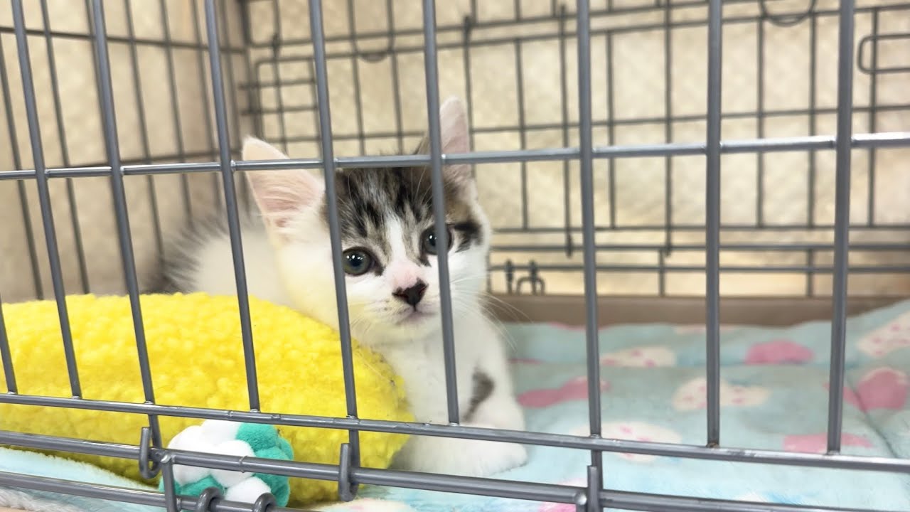 初めて譲渡会に参加した子猫！結果は‥【坊ちゃん日記】The kitten attending its first adoption event