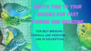 recite this your budgies | use full sound for breeding #budgies on #mating and #fastpairing