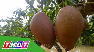 Xoài cát hồng rớt giá | THDT