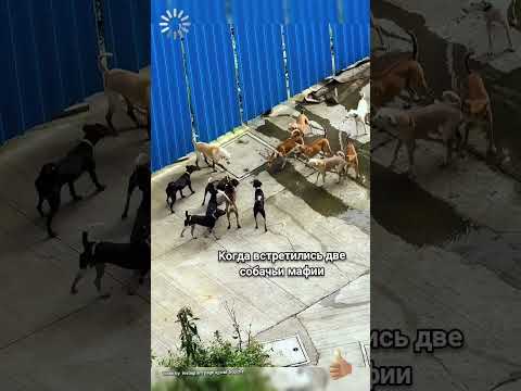 мафия🤣#юмор#смешно#прикол#смешноевидео#собака#comedy #funny#dog #animal#мафия#смех #приколы#смех