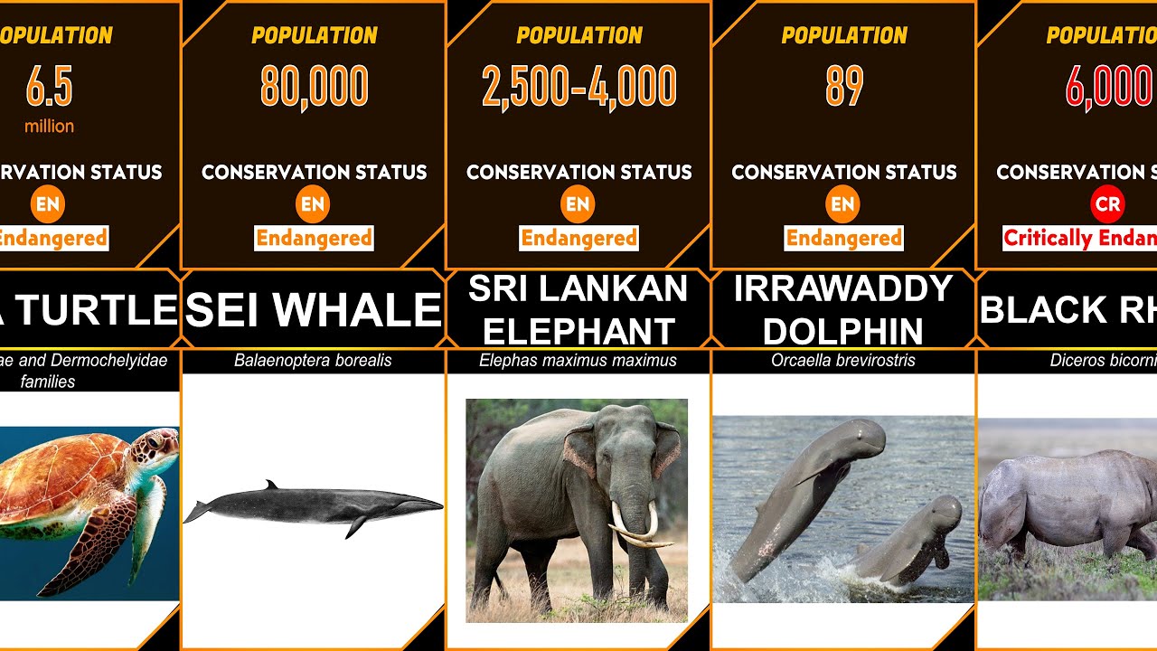 Most Endangered Animal Species in the World - YouTube