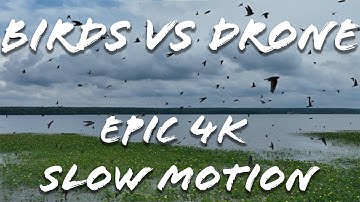Epic Bird Hurricane vs Drone in Slow Motion [4KUHD] | Tree Swallows vs Mavic 3