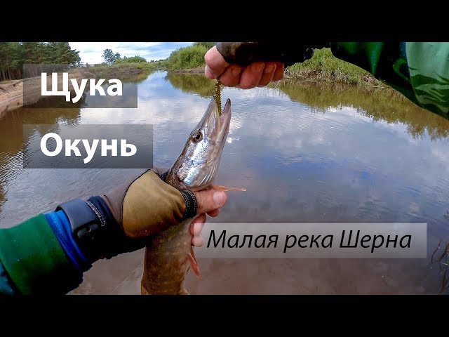 Река Шерна, Россия. По высокой воде и неактивному хищнику. Щука, окунь.