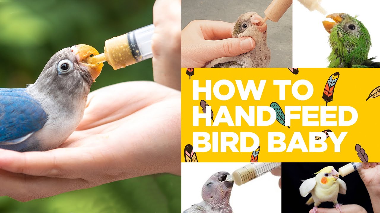 18 - HOW TO HAND FEED BIRD BABY! - YouTube