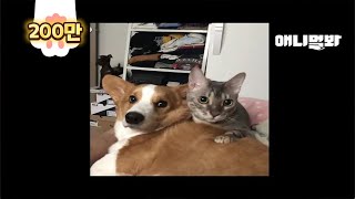 서로 영혼이 바뀐 고양이와 강아지 ㅣ Dog and Cat Switched Their Soul