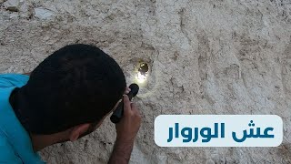 عش الوروار الاوروبي (آكل النحل)