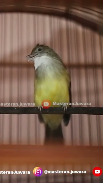 Pancingan Cucak Jenggot  Full Beset Versi Slow #cucakjenggotgacor #cucakjenggotjawa