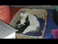 可愛いすぎる子猫 Part 2 || 芸能界ニュース