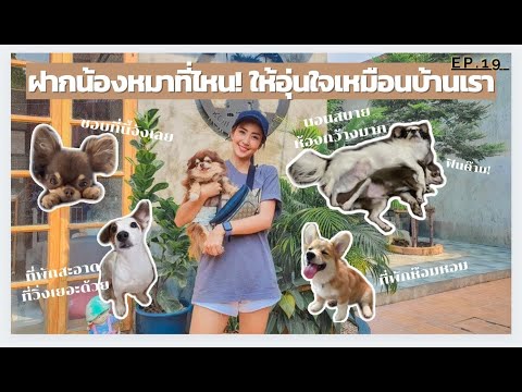 EP.19ฝากน้องหมาที่ไหนให้อุ่นใจเหมือนบ้านเรา|THE DOG CONTROL