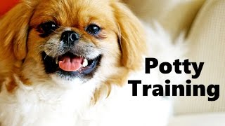 How To Potty Train A Tibetan Spaniel Puppy  Tibetan Spaniel Training  Tibetan Spaniel Puppies