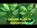 How to prepare a potting mix for indoor plants indoor plants repotting tips dipankarnursery