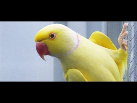 Indian ringneck ready to breed 03459442750 Zain Ali Farming in Pakistan Indian ringneck ready to breed 03459442750 Zain Ali Farming in Pakistan