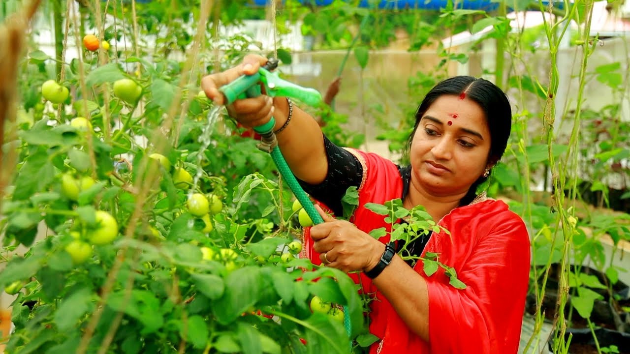 മട്ടുപ്പാവിലെ കാർഷിക വിജയ ഗാഥ  | SAJEEV PAZHOOR |  NATTUVARAMBU | JANAM TV