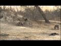 July 27 WildEarth Safari PM Drive: At The Hyena Den part one